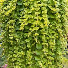 You'll love the sight of the red fruits in the summer. Lysimachia Numularia Aurea Creeping Jenny 5 Large Plug Plants Brookside Nursery