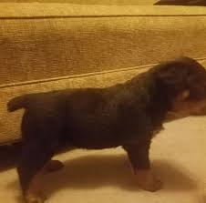 Ask questions and learn about rottweilers at nextdaypets.com. Rottweiler S And More Fayetteville Nc Home Facebook