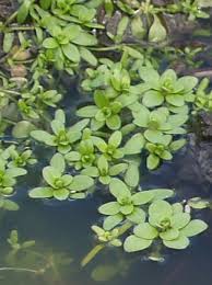 Image result for Callitriche