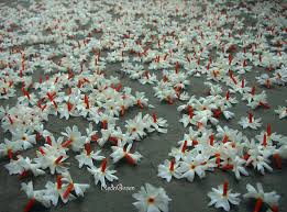 அமைதிச்சாரல்: பவளமல்லி ..