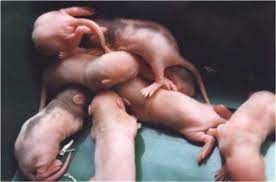 How To Care For Pregnant Rats And Baby Rats Pethelpful