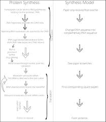 Modelling Protein Synthesis Your Daily Dose Of Thought