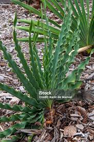 Image result for Boophone disticha