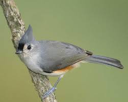 Birds With Tufted Heads Uk Art Lander S Outdoors A Friendly Bird The Tufted Titmouse Is Known For Crested Head Distinctive Song Nkytribune