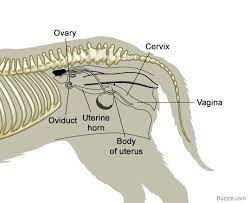 Science has finally ranked the places she gets the most pleasure. A Visual Guide To Understanding Dog Anatomy With Labeled Diagrams Dog Anatomy Vet Medicine Horse Anatomy