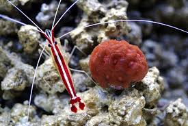 Cleaner Shrimp A Guide To The Varies Types The Aquarium Guide