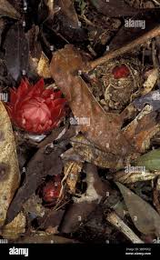 Image result for Thonningia