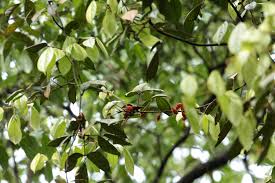 Image result for Connaraceae