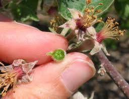 It flowers reliably with almost as many flowers as the native. Lack Of Fruitfulness Cooperative Extension Tree Fruits University Of Maine Cooperative Extension
