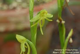 Image result for Tridactyle tridactylites