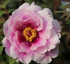 Check spelling or type a new query. Shimano Fuji Japanese Tree Peony Peony Care Peonies Tree Peony