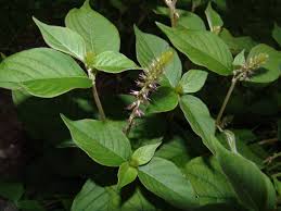 Image result for Achyropsis