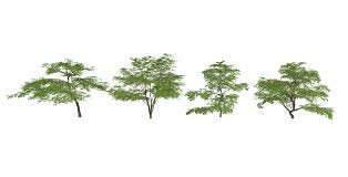 3d鸡爪槭su模型 plants herbs landscape