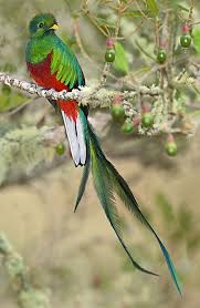 Birds That Start With Letter I The Resplendent Quetzal Pharomachrus Mocinno Has Colorful Plumage On Its Head And Body These Birds Are Very Beautiful Beautiful Birds Pretty Birds Pet Birds