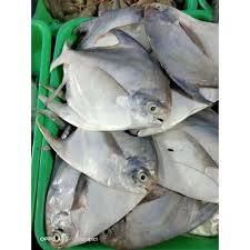 Ikan bawal putih di semarang. Harga Bawal Putih Terbaru Juli 2021 Biggo Indonesia