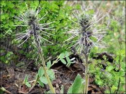 Need to translate kikir from indonesian? Kutki Picrorhiza Kurroa Uses Health Benefits Dosage Medicinal Properties