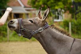 A mule can carry up to 20% of their body weight. About Equine Crosses Mules And Other Hybrids Pethelpful
