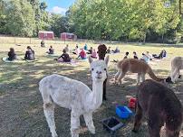 Alpaca Yoga