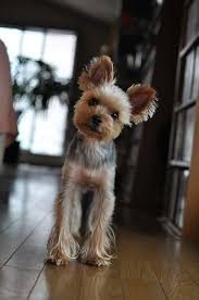 These Are Some Long Legs On This Yorkie Yorkie Dogs Yorkshire Terrier Yorkie