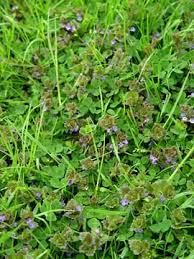 When in a foreign environment, these invaders often lack cut off the emerged green part of the weed with your hoe or mower—repeating the process quickly each time it regrows. Weeds Completely Gone Absolute Green Buford Lawn Care