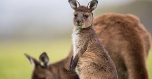 We did not find results for: Zoo In Adelaide Guide Everything About This Animal Haven
