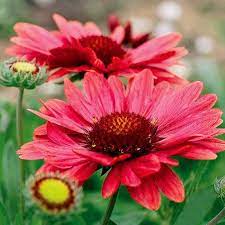 Pin On Flower Painting