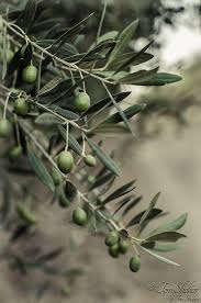 Pin Van Anne Op Olivo Olijftakken Olijfboom Fruitbomen