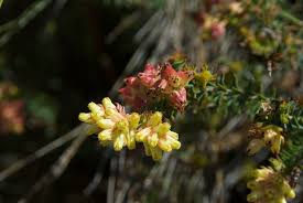 Image result for Penaeaceae