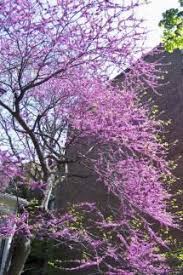 Orders for potted plant material are available for delivery or seed, sap, and buds serve as food for wildlife. 8 New England Native Plants Ideas Native Plants Plants New England
