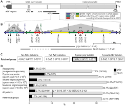 A karyotype shows the complete diploid set of chromosomes grouped together in pairs, arranged in order of decreasing size. A Common 1 6 Mb Y Chromosomal Inversion Predisposes To Subsequent Deletions And Severe Spermatogenic Failure In Humans Elife
