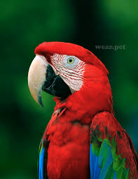 Scarlet Macaw Wild Animals Pictures Animals Beautiful Pet Birds