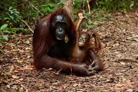 Situasi banjir di sarawak, sabah semakin pulih. 5 Reasons To Travel Sarawak Borneo South East Asia Backpacker