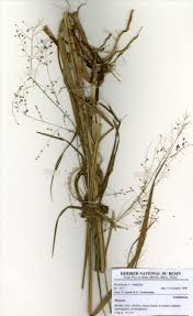 Image result for Panicum phragmitoides