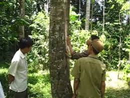 Well you're in luck, because here they come. Identification Of Agarwood Producing Trees In Hatinh Vietnam Youtube