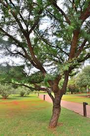 Image result for Acacia robusta