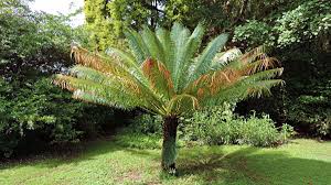 Image result for Cycas thouarsii