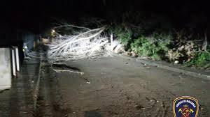 Sturm auf Mallorca: Feuerwehr rückt wegen umgestürzter Palme und Schäden am Stromnetz aus
