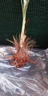 Image result for Hypoxis rigidula