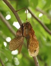 Image result for Triplochiton zambesiacus