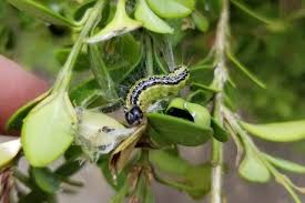 Image result for caterpillar box tree moth inside buxus plant