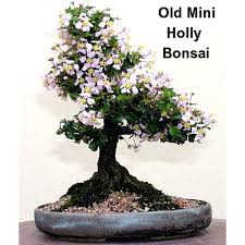 Image result for Malpighia coccigera