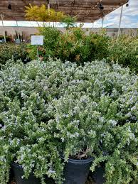 Image result for Rosmarinus officinalis