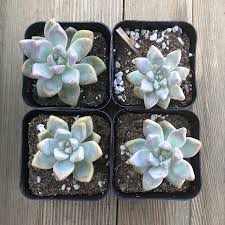 Ghost plant & echeveria (succulents). Ghost Plant Mother Of Pearl Trailing Succulent For Sale Online Harddy