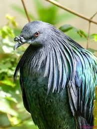 Google Birds Animals Bird