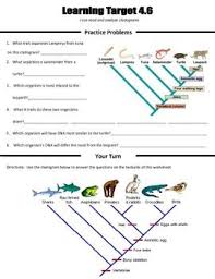 Cladograms Worksheet Using Common Ancestors And Evolutionary Traits Teaching Biology Middle School Science Teacher Ap Biology