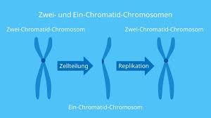 Chromosom