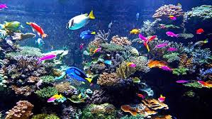 Hewan laut membutuhkan air dengan derajat keasinan yang tepat untuk tetap hidup. 5 Pilihan Ikan Hias Air Laut Yang Mudah Dipelihara