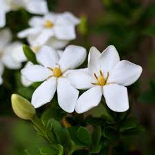 Image result for Gardenia imperialis