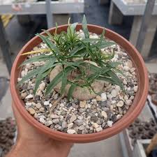 Image result for Brachystelma