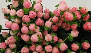 Image result for Hypericum